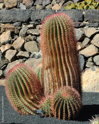 Ferocactus stainesii var. pilosus au jardin de cactus de Guatiza photo