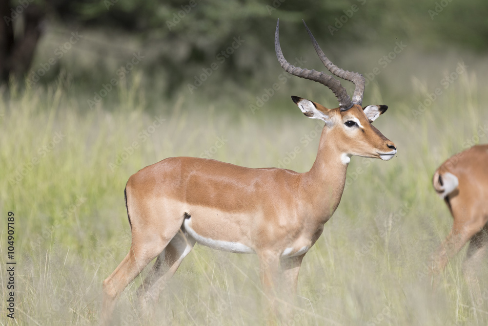 Portrait of male impala antelope in its natural habitat