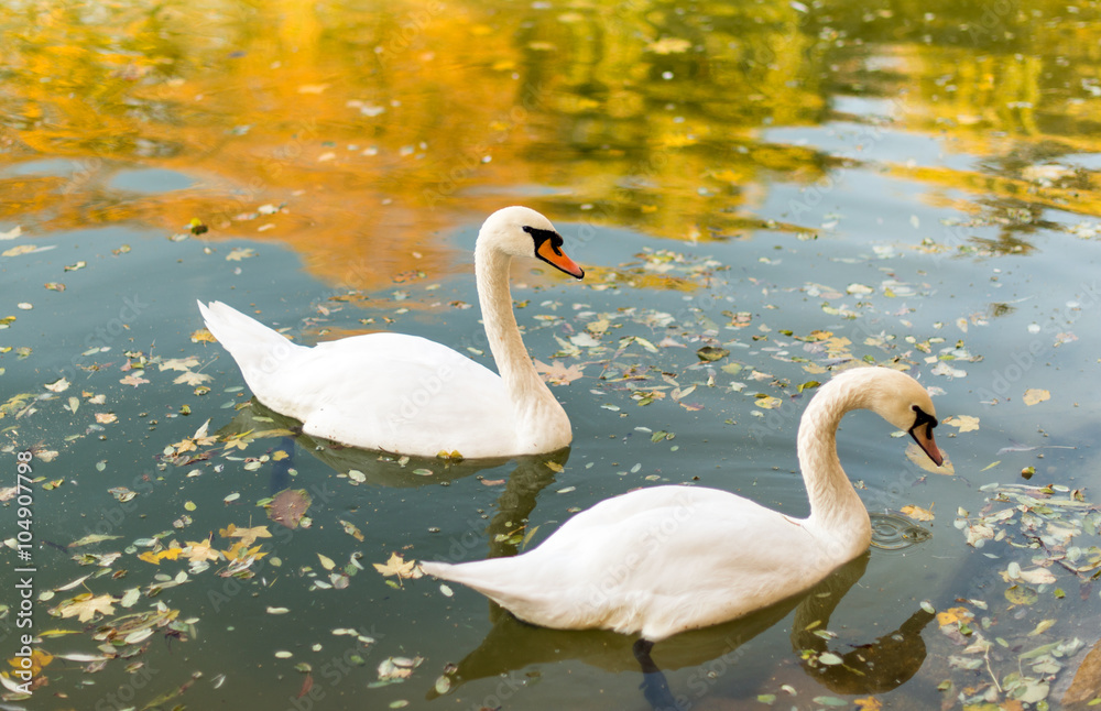 Fototapeta premium Two swans floating in a pond autumn