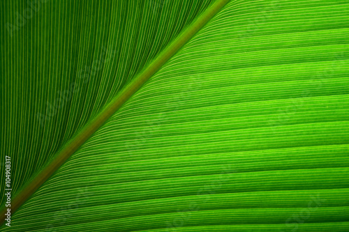 Close up Green leaf abstract nature background