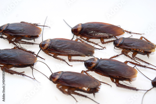 Group walk cockroach isolate on white background