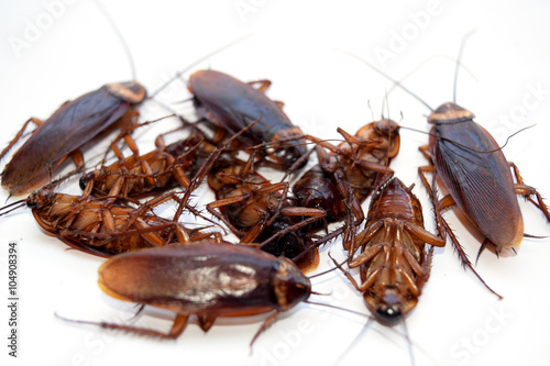 Group dead cockroach isolate on white background