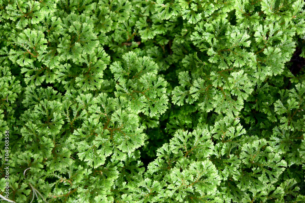 Selaginella apoda L. Spring Family Selaginellaceae Selaginella apoda L. Spring Family Selaginellaceae