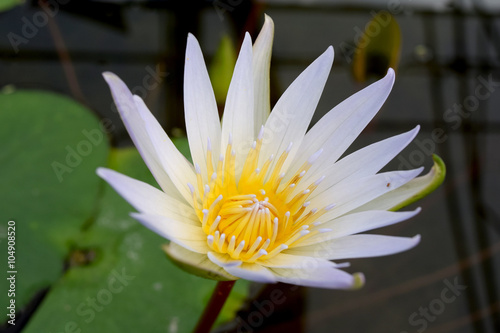 White Yellow lotus flower  Nymphaea 'Daubenyana' photo