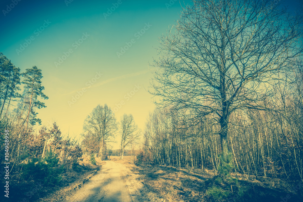 Countryside landscape with dirt road and young forest at roadside