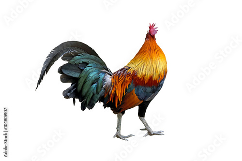 chicken bantam ,Rooster crowing isolated on white Die cutting © ananaline