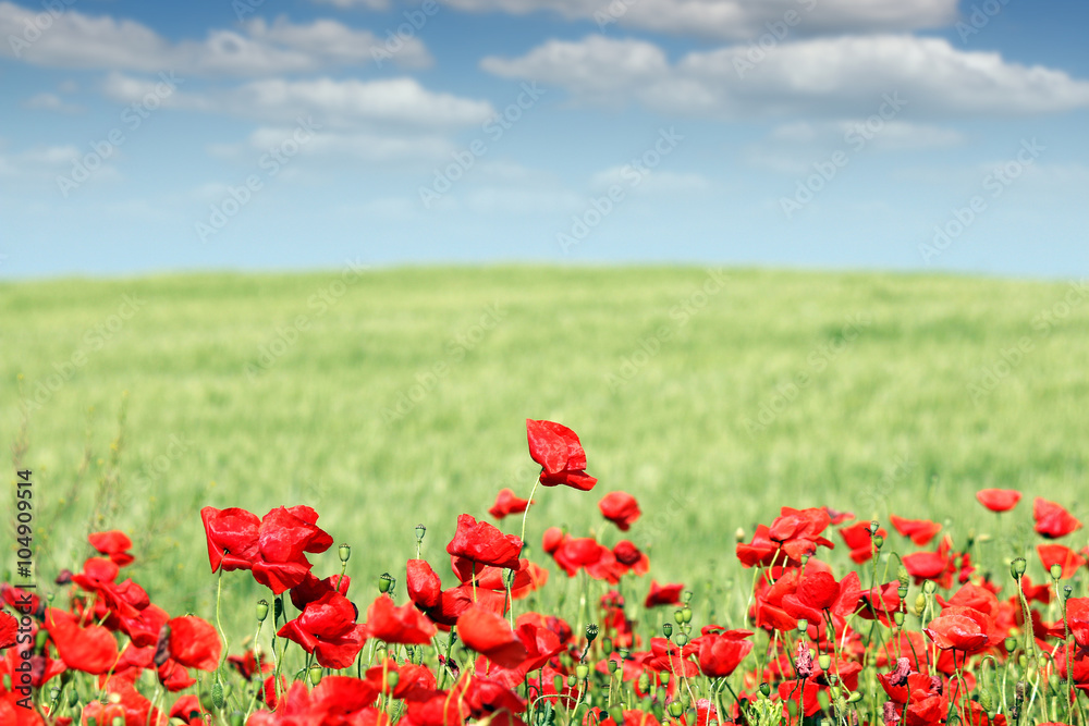 Poppies flower field landscape spring season Poppies flower field landscape spring season