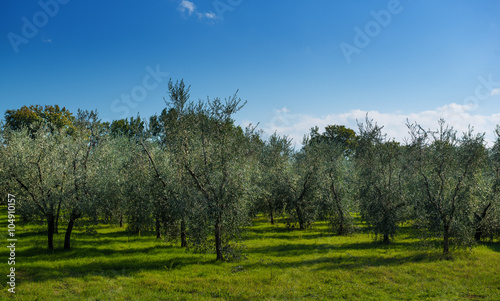 Olive tree garden in Tuskany, Italy. Natural agricultural background with blue sky