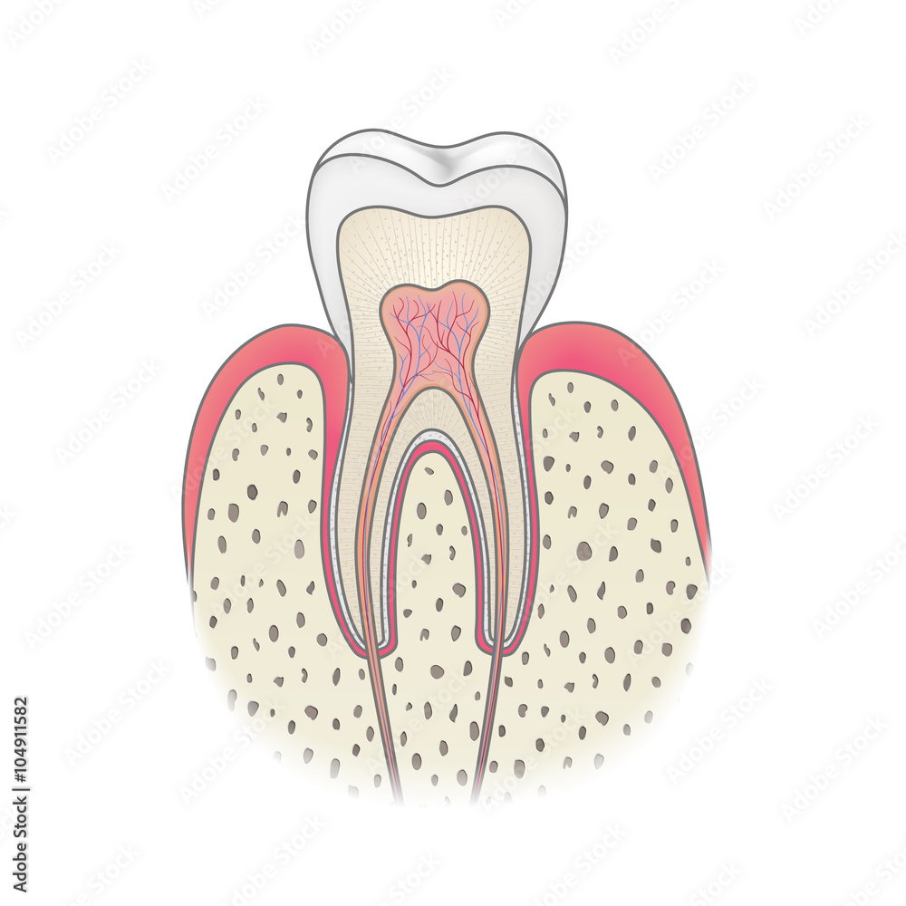 Healthy white tooth vector illustration, detailed anatomy Healthy white tooth vector illustration, detailed anatomy