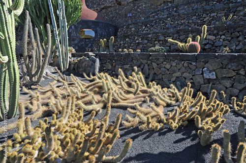 Echinopsis camarguensis au jardin de cactus de Guatiza à Lanzaro photo