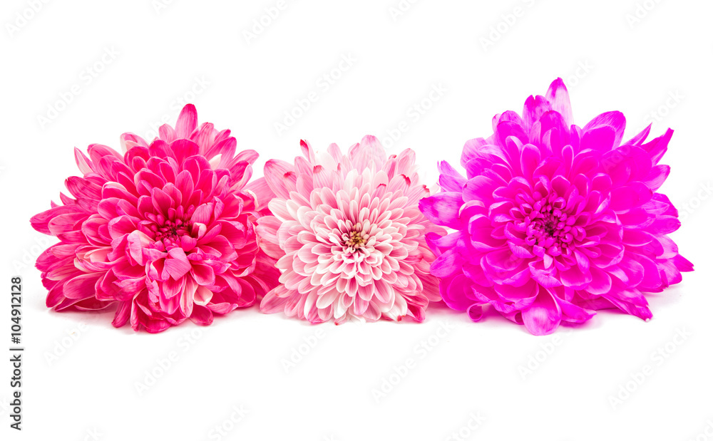 Autumn Chrysanthemum flower isolated Autumn Chrysanthemum flower isolated