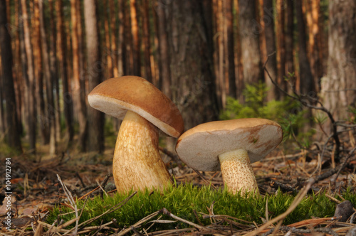 Tylopilus felleus fungus, commonly known as the bitter bolete or the bitter tylopilus photo