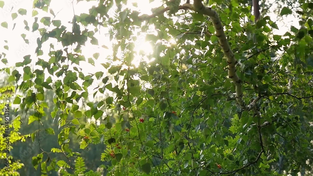 Bright afternoon in the forest, sunlights with lens flare in slowmotion. 1920x1080 Bright afternoon in the forest, sunlights with lens flare in slowmotion. 1920x1080