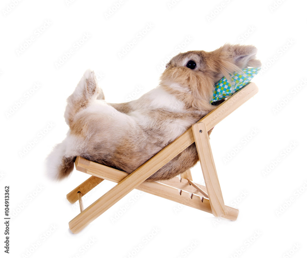 Fototapeta premium Kaninchen im Liegestuhl