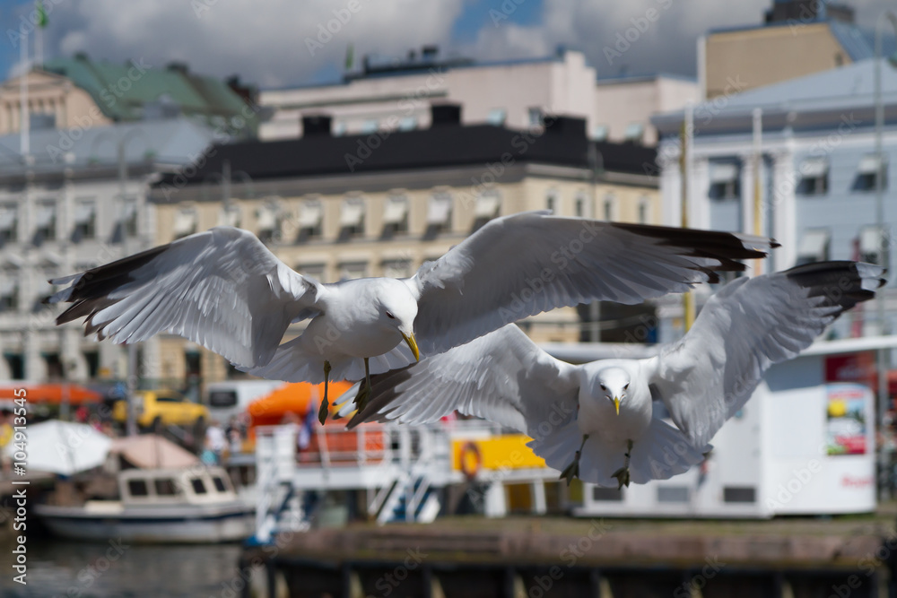 Obraz premium Seagull couple