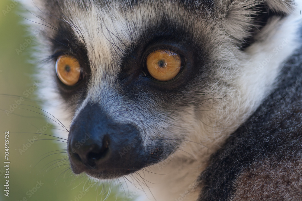Obraz premium Lemur