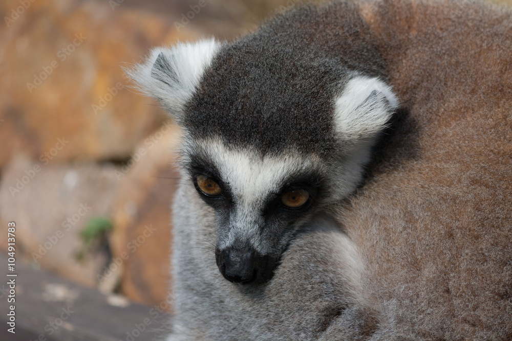 Fototapeta premium Lemur detail