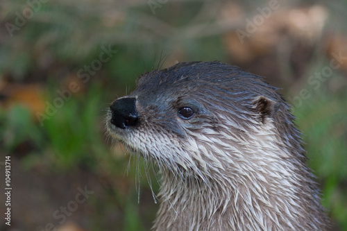 Otter head detail