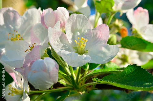 Young apple-tree flowers in the spring garden