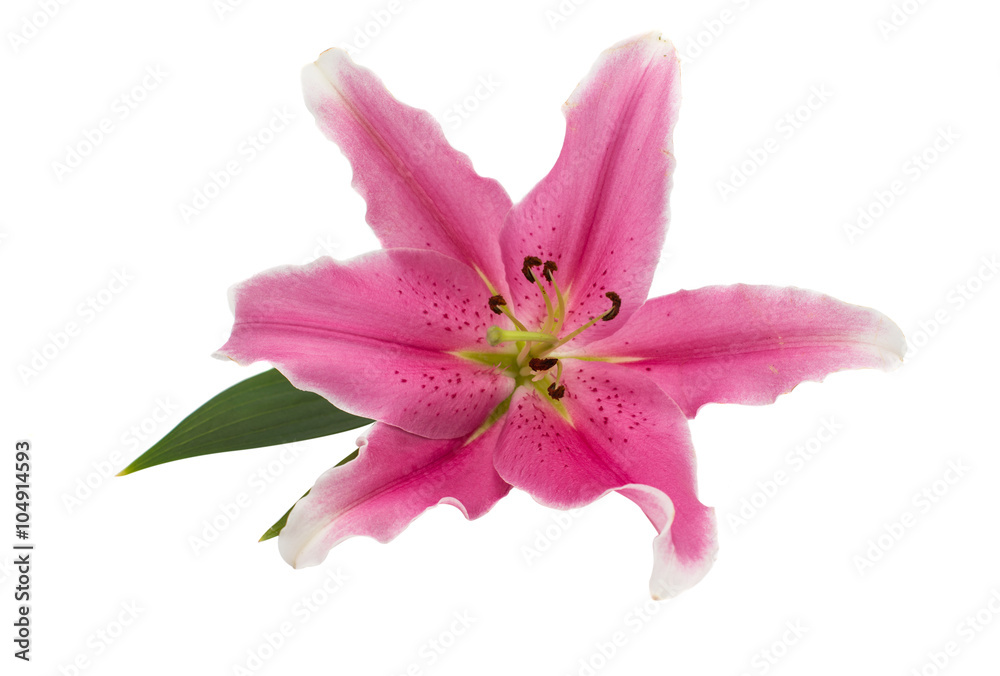 pink lily isolated pink lily isolated