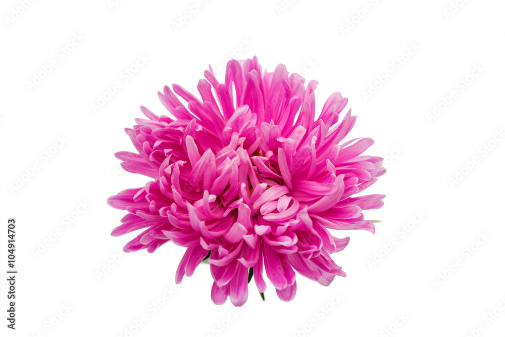 Obraz premium aster isolated