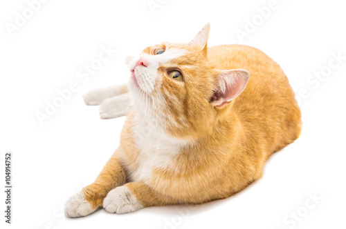 Fototapeta Naklejka Na Ścianę i Meble -  cat isolated