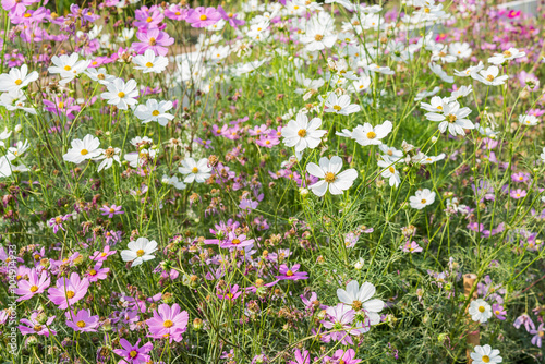 Cosmos flowers blooming in the garden