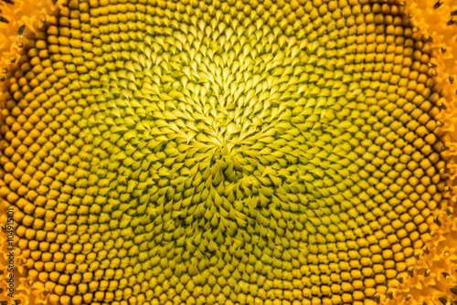close-up of a beautiful sunflower