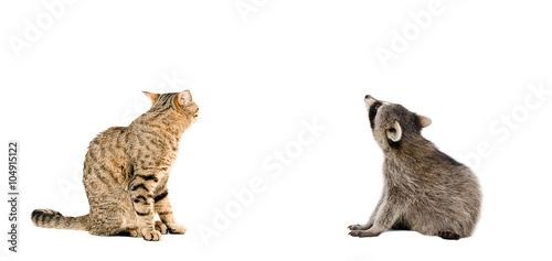 Fototapeta Naklejka Na Ścianę i Meble -  Scottish Straight cat and raccoon sitting together, rear view