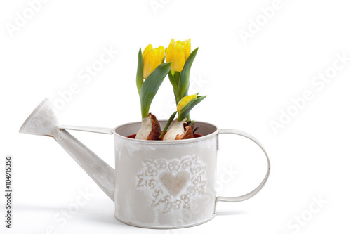 yellow tulips in a watering-can isolated