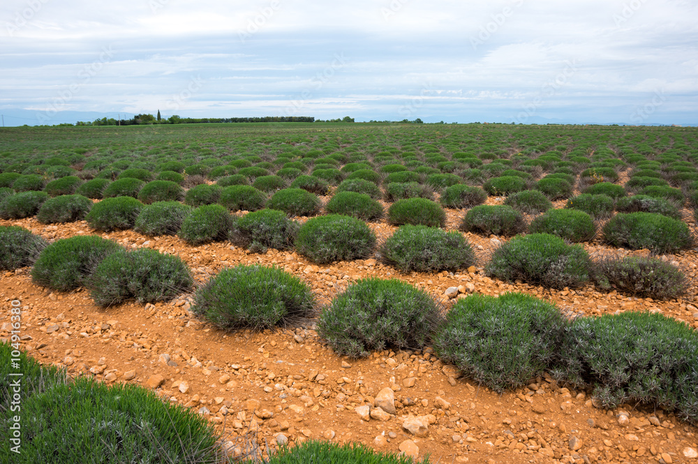 Fields of Provence