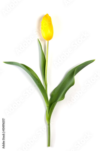 Yellow tulip on a white background