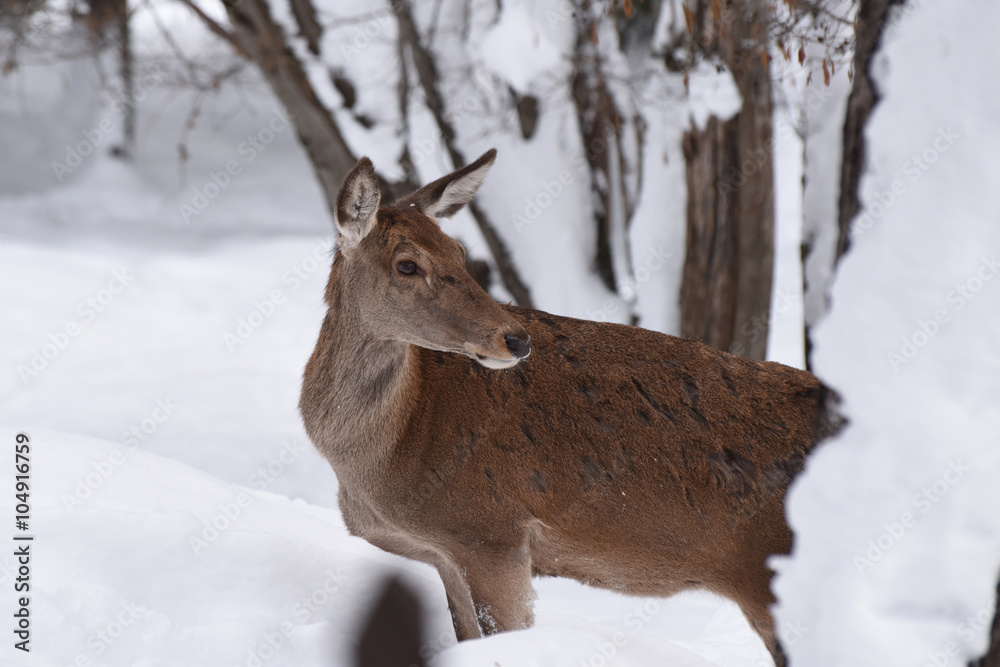 cervo capriolo cervi stambecco camoscio corna neve inverno cervo capriolo cervi stambecco camoscio corna neve inverno