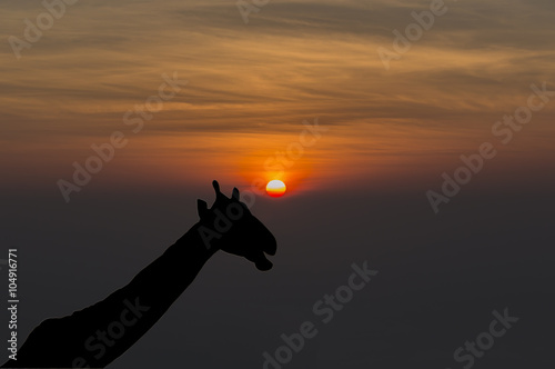 Giraffe (Giraffa camelopardalis) silhouette during sunset