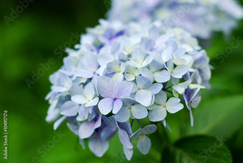 薄紫色のテマリアジサイ