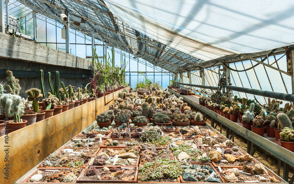 Cactus in a greenhouse in the garden of exotic plants Pallanca in Bordighera, Italy. Giardino Esotico Pallanca.