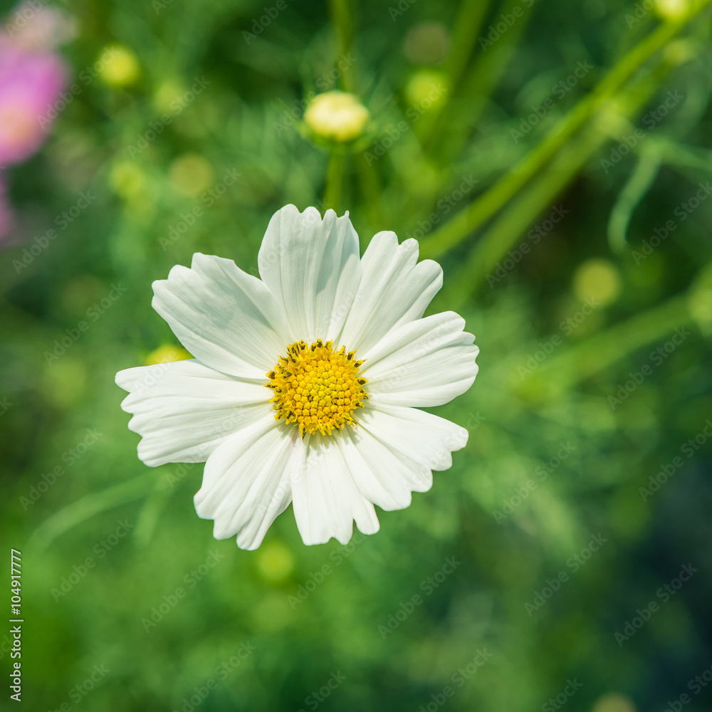 Cosmos flowers blooming in the garden Cosmos flowers blooming in the garden