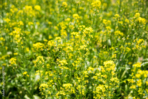 rape flower field