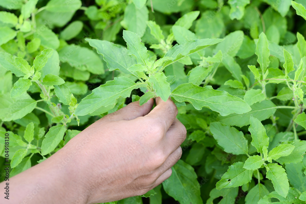hand keep holy basil hand keep holy basil