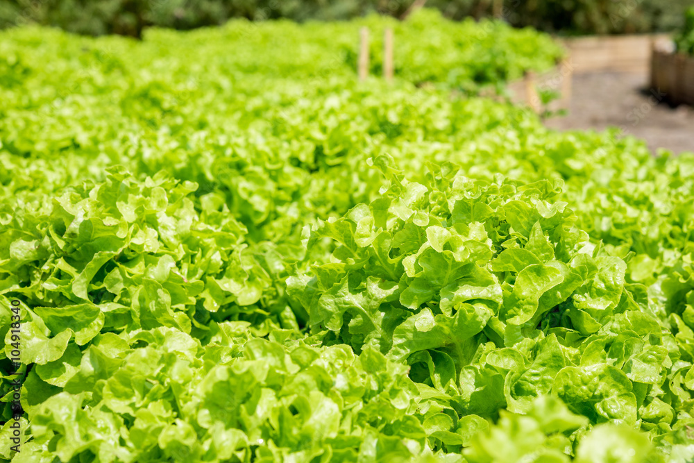 Fresh green lettuce Fresh green lettuce