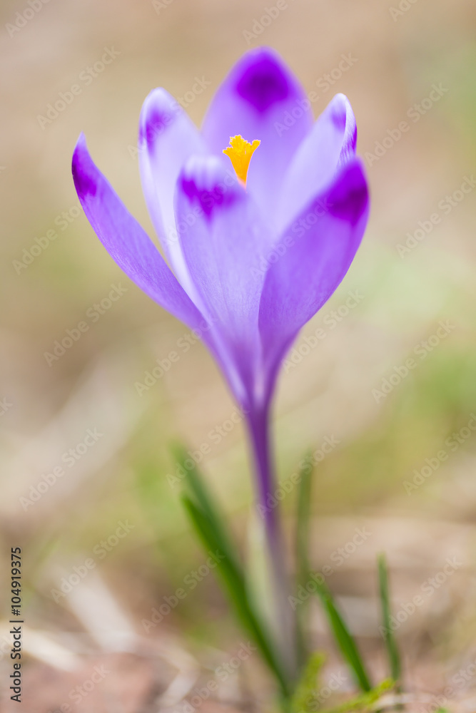 Crocus, beautiful Springtime-messenger Crocus, beautiful Springtime-messenger