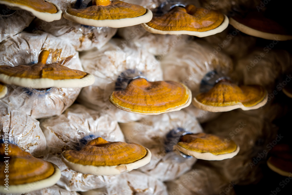 Lingzhi mushrooms in mushroom farm Lingzhi mushrooms in mushroom farm