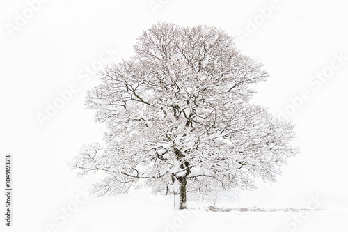Wallpaper Mural Winter Tree Torontodigital.ca
