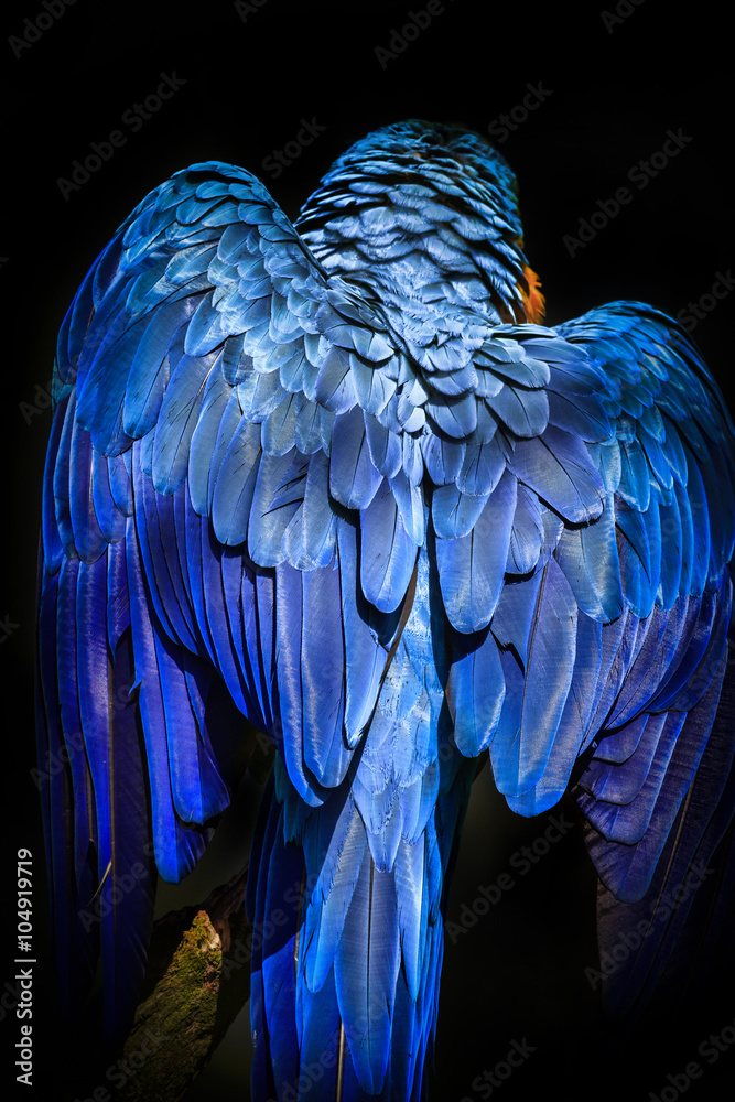 Obraz premium Blue-and-yellow macaw