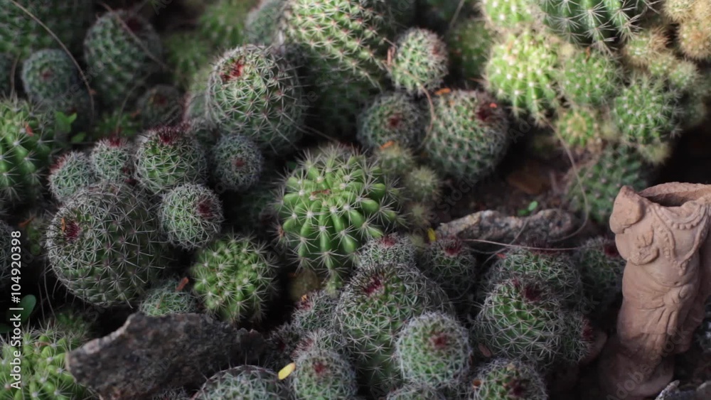 Cactus Garden Pan right Tilt up Cactus Garden Pan right Tilt up
