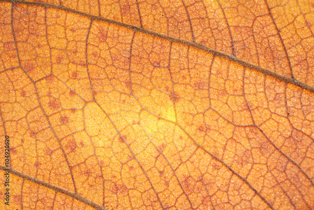 Fototapeta premium Leaf Texture 2