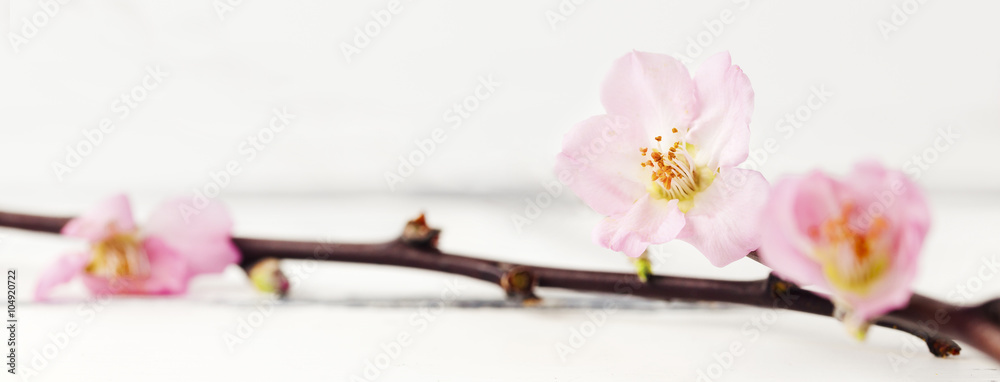 Fototapeta premium körsbärsblom mot vit träbakgrund