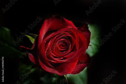 Fototapeta Naklejka Na Ścianę i Meble -  Photo of a red rose on a black background in a studio.Wallpaper.