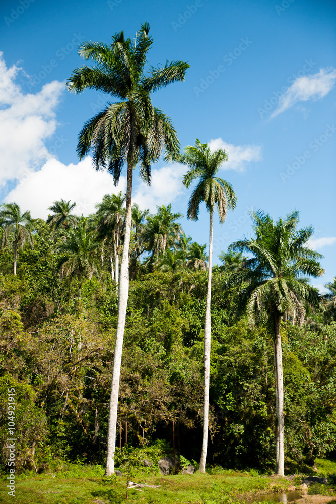 Panoramic view of royal palm trees on cuban countryside
