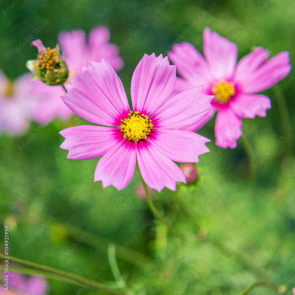 Cosmos flowers blooming in the garden Cosmos flowers blooming in the garden